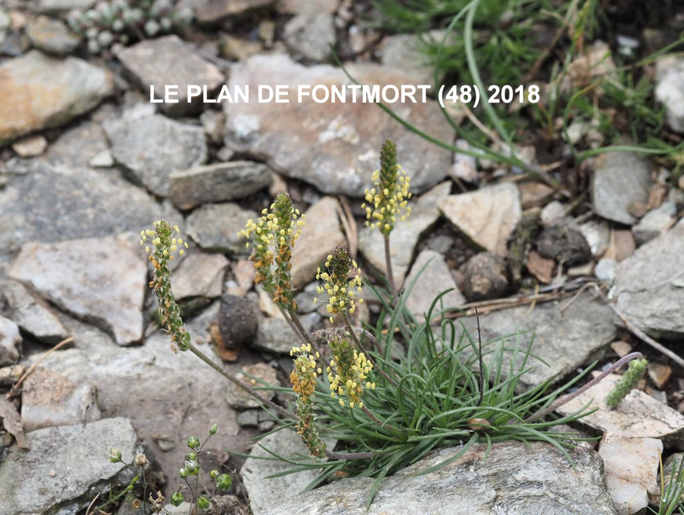 Plantain, Rock plant